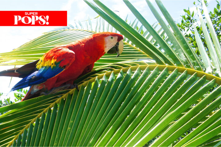 Alabama Symphony Orchestra performing Parrots & Palms: Tropical Rock at Alys Stephens Center