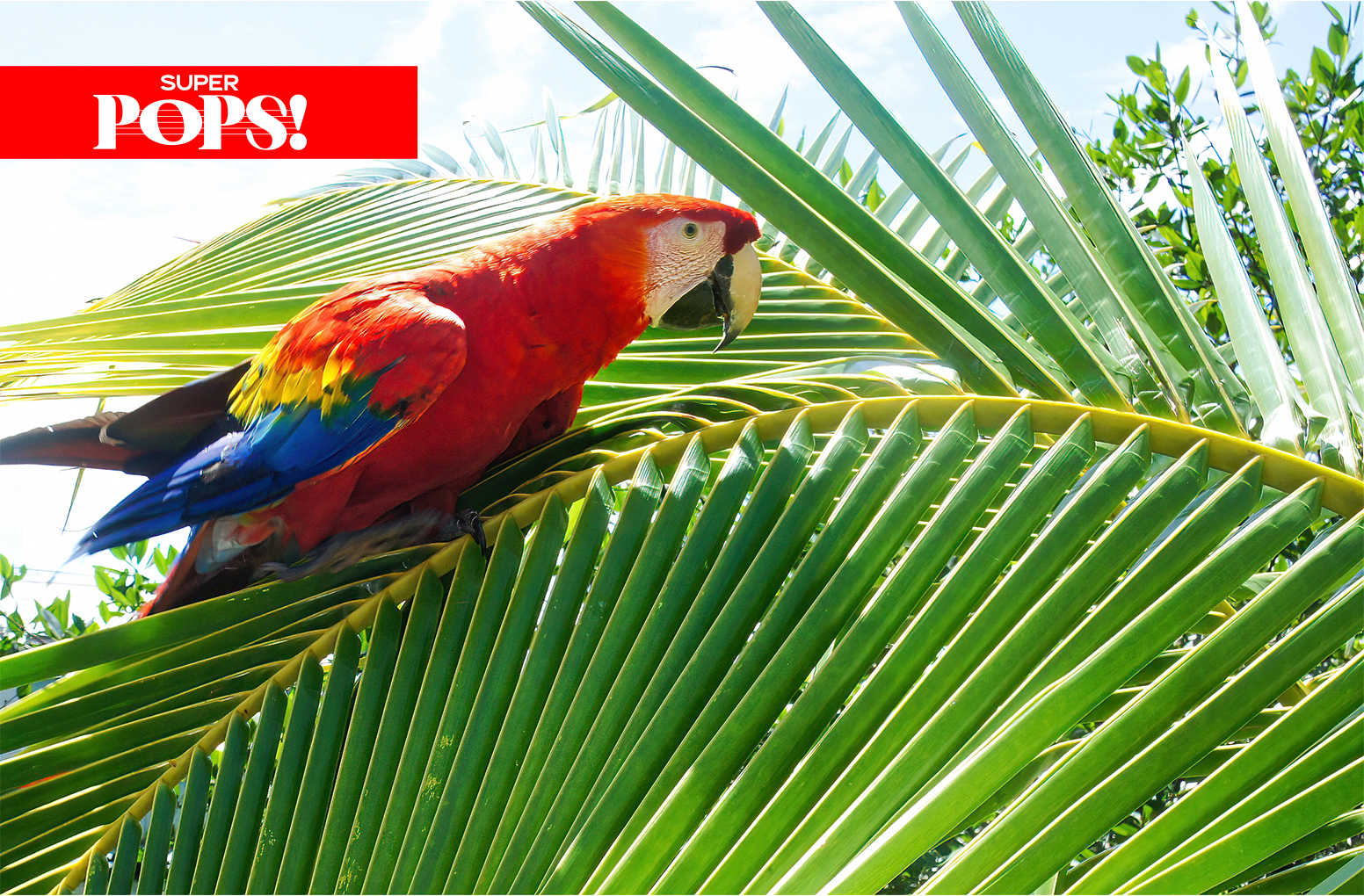 Parrots & Palms: Tropical Rock